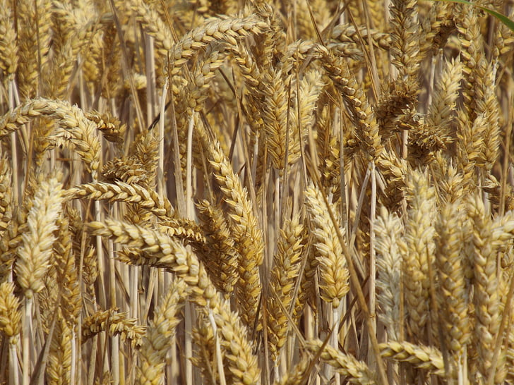 harvest, cereals, field, field crops, spike, cornfield, agriculture
