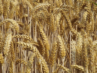 cosecha, cereales, campo, cultivos en campo, espiga, campo de maíz, agricultura