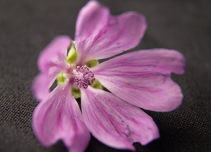 flower, macro, pink, purple, nature, plant, close-up