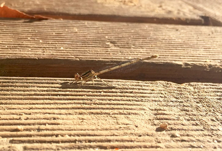 Libélula, inseto, macro