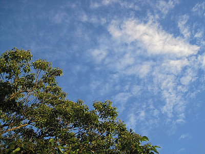 céu, azul, nuvem, Branco, pena, escasso, topo da árvore