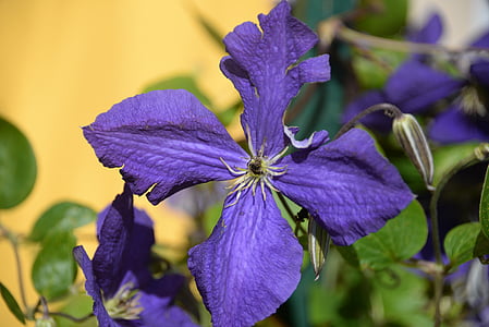 铁线莲, 紫罗兰色, 宏观, 开花, 绽放, 花, 花园