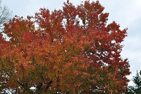 Syksy, syksyllä, syksyn lehtiä, marraskuuta, vaahtera, puu, orgaaninen