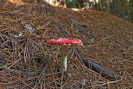 mushroom, red, nature, forest, leaf, green, colorful