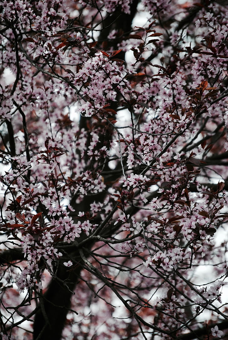 drzewo, różowy, Japonia, wiosna, Wild cherry, kwiat, Bloom