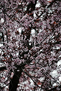 pohon, merah muda, Jepang, musim semi, cherry liar, Blossom, mekar