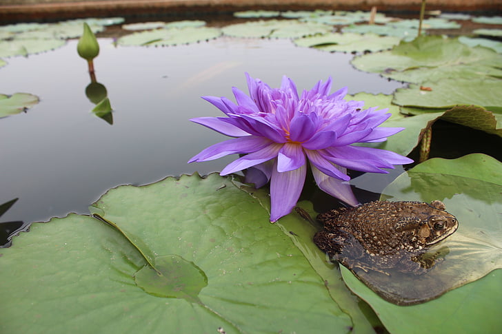 kikker, Toad, water lily, paars, vijver