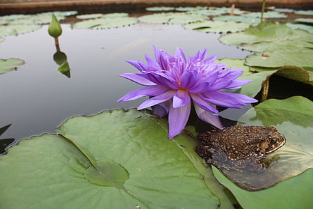 frog, toad, water lily, purple, pond