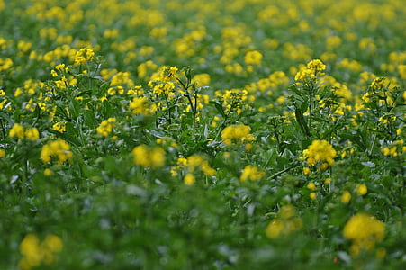 uljane repice, polje rapeseeds, žuta, biljka, cvijet, cvatu, krajolik