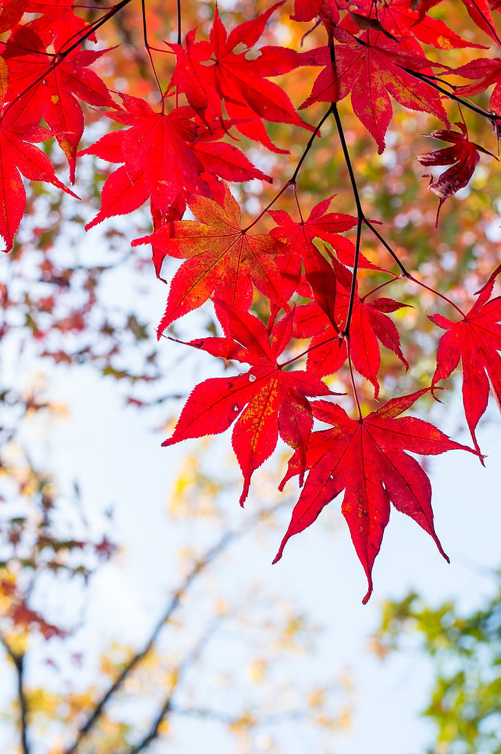planta, follaje, Japón, Kaede, hojas otoñales, otoño, rojo