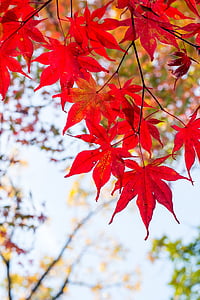 závod, listoví, Japonsko, Kaede, podzimní listí, podzim, červená