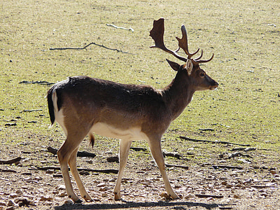 Hirsch, hewan, tanduk, liar, dunia hewan, Roe deer, alam