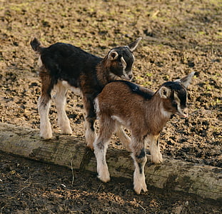 cabras, criança, jovens cabras, cabra doméstica, cordeiros, pequena cabra, fazenda