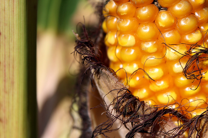 kukurūza, Corn par vālīšu, kukurūzas laukā, lauks, virzulis, dzeltena, dārzeņi