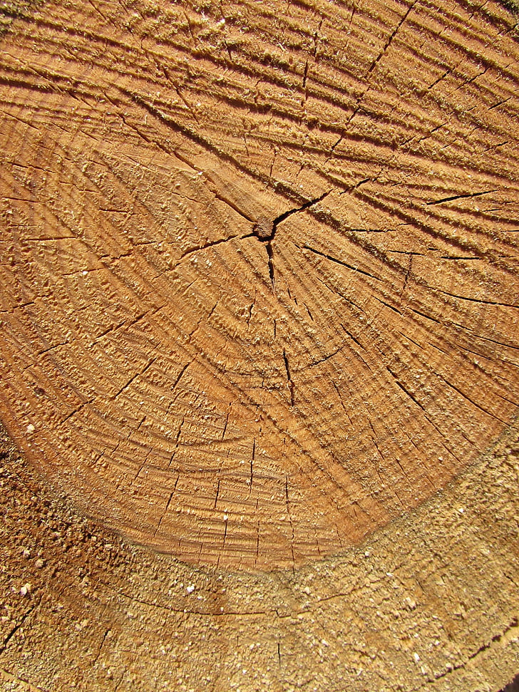 fusta, arbre, natura, tronc, bosc, escorça, textura