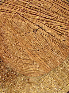 drevo, strom, Príroda, kufor, Forest, kôra, textúra