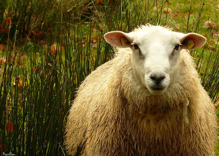 får, fåreuld, uld, dyr, dyrenes verden, dyr, Fur