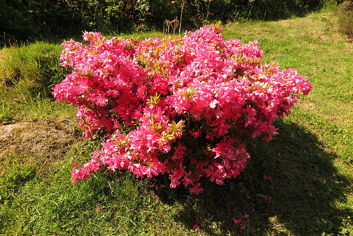 Rhododendron, ružová, Bush, Írsko, Príroda, kríky
