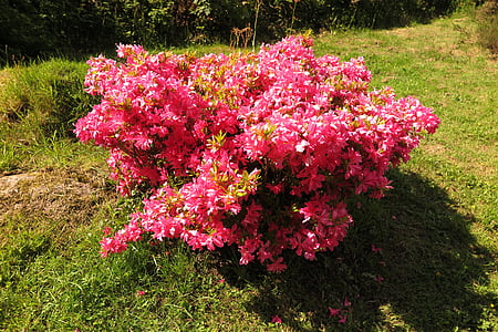 Rhododendron, rozā, Bušs, Īrija, daba, krūmi