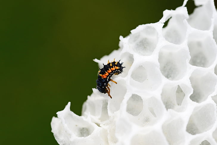 Ladybird larver, Wax kam, Harlekin nyckelpiga larver, unga, naturen, vilda, närbild