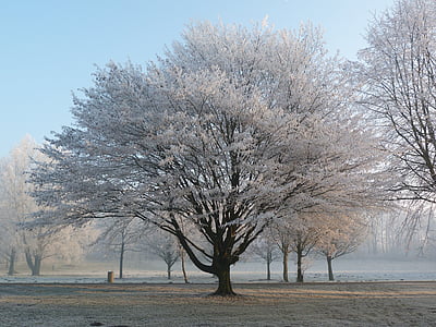 invierno, Frost, invernal, magia de invierno, congelados, naturaleza, escarcha