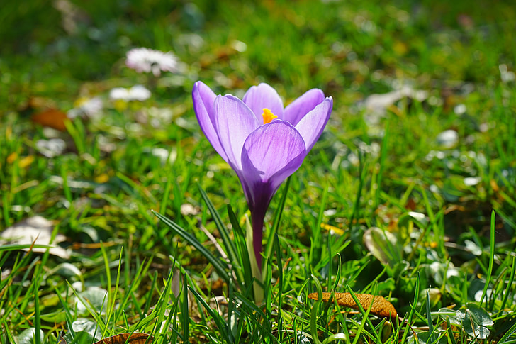 크 로커 스, 꽃, 공장, 봄, frühlingsblüher, 바이올렛, 보라색