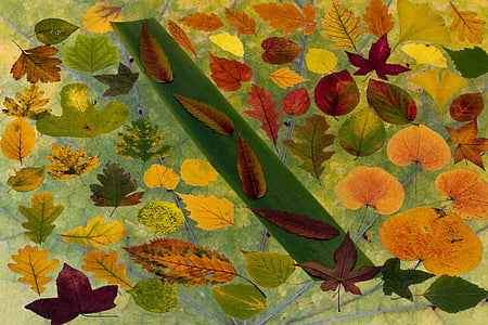 listy, vyrostlé listy, podzimní list, podzim, zeleň listová, barevné, vyprahlé