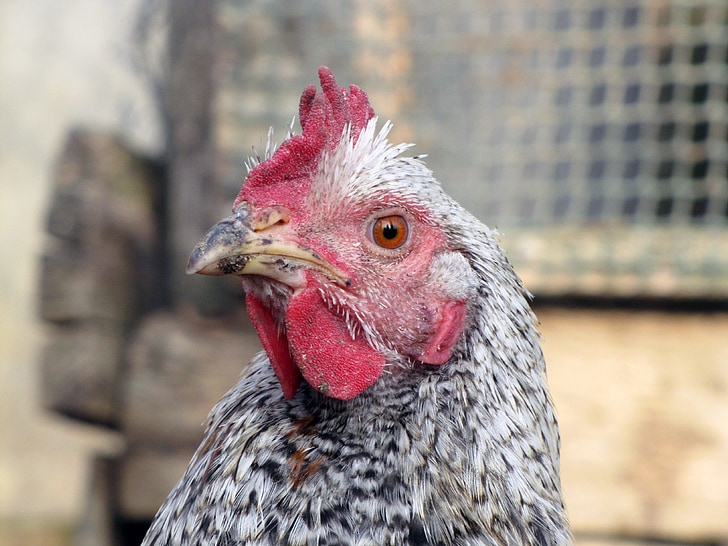 hen, bird, poultry, farm, chicken - Bird, animal, agriculture