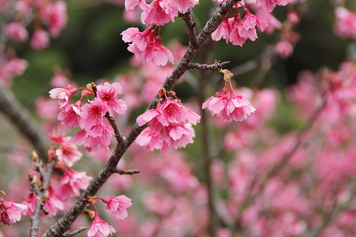 bilhistorie, hit linken, kirsebær, rosa, Okinawa, Kirsebærblomster, Sakura