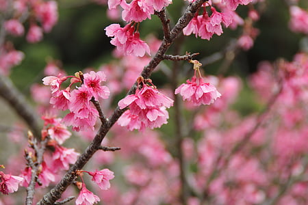 istorie auto, link-ul a lovit, Cherry, roz, Okinawa, flori de cires, Sakura