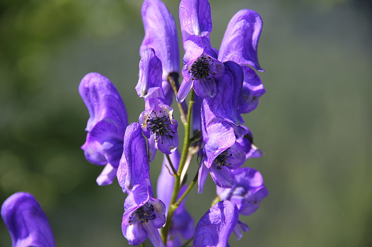 トリカブト属, 野生の花, 紫, ブロッサム, ブルーム