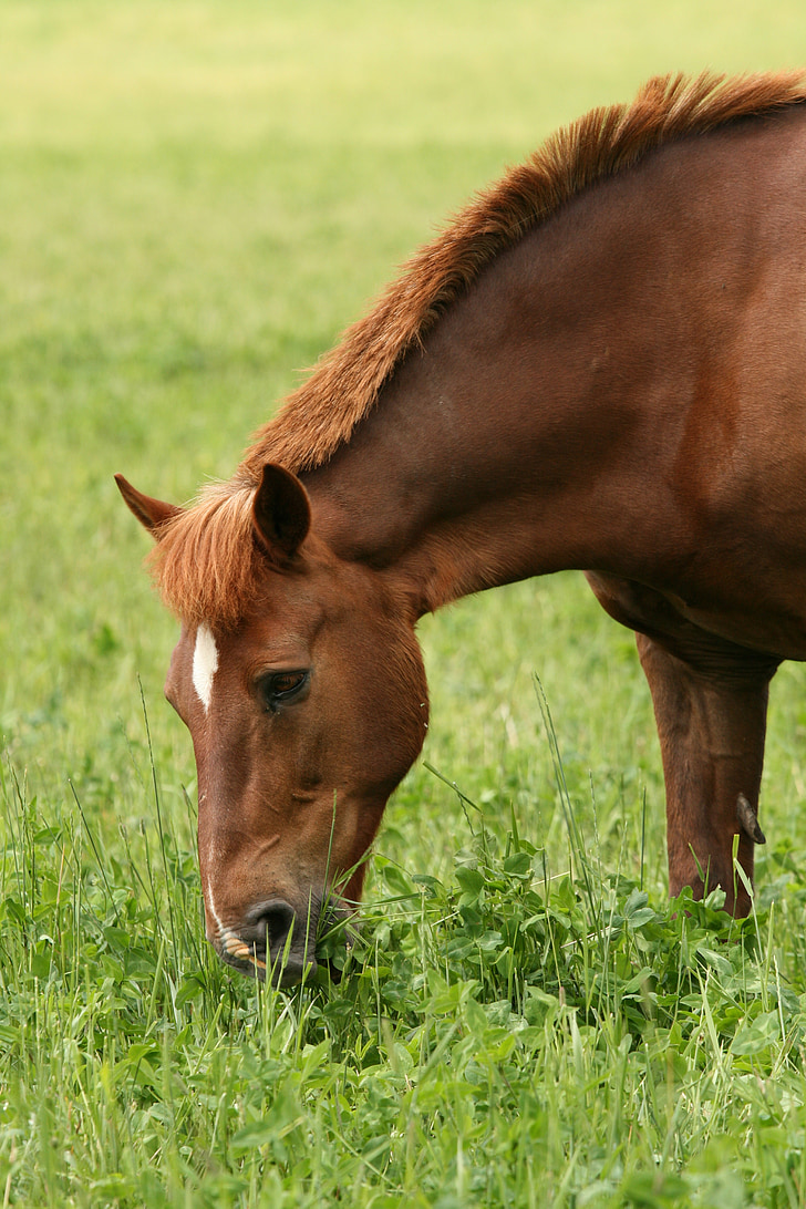 summer, brown horse, eating hay, pasture, horse head