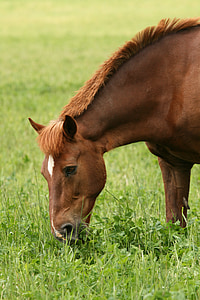 Лето, коричневые лошади, едят сено, пастбище, Голова лошади