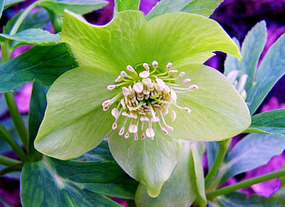 Nieswurz, Winter-Aconitum, Wald-Blume