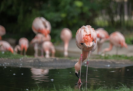 flamingos, water, water bird, pink, bird, animal, zoo