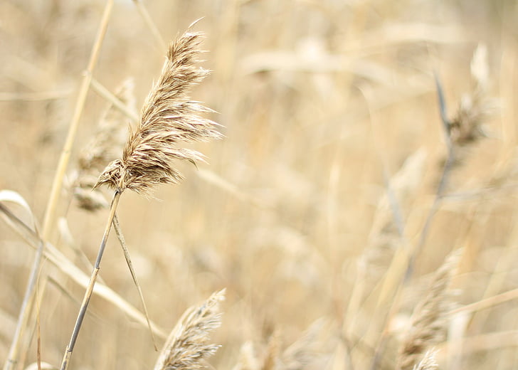 природата, поле, Есен, Селско стопанство, пшеница, селски сцена, лято