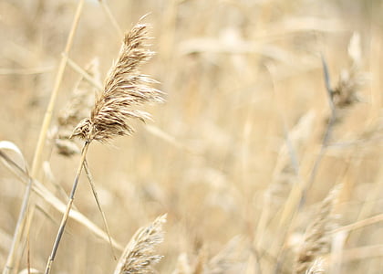 Thiên nhiên, lĩnh vực, mùa thu, nông nghiệp, lúa mì, cảnh nông thôn, mùa hè