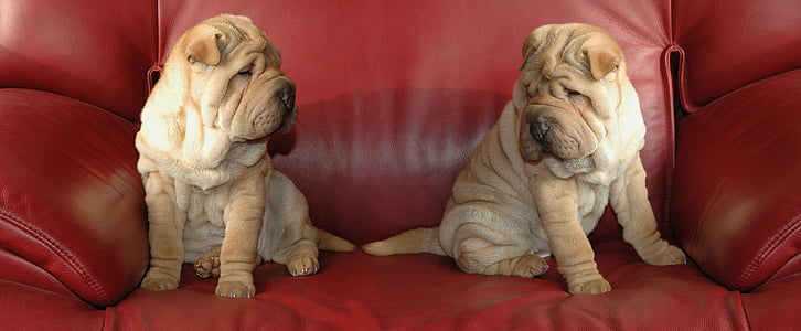 mounting, dog, puppy, sharpei, couch, indoors, red