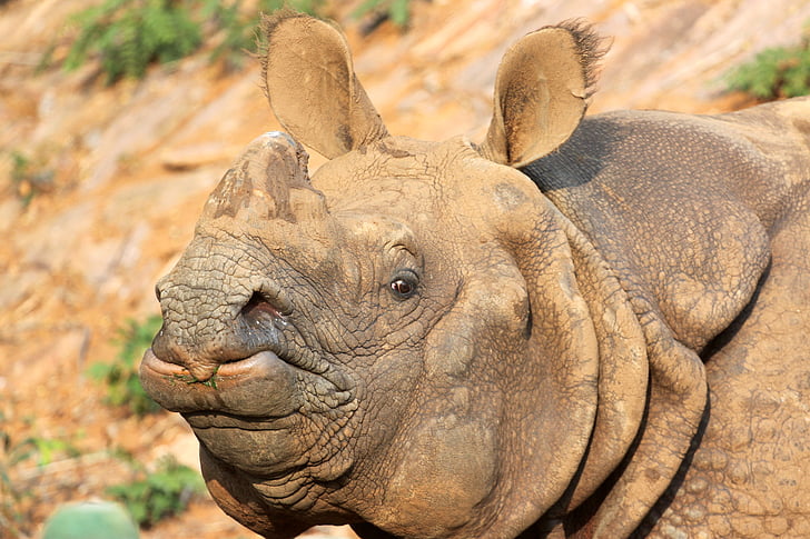 Rhino, Parque zoológico, un rinoceronte con cuernos de India, mamíferos, flora y fauna, animal, naturaleza