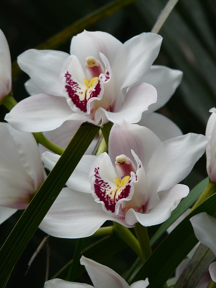 Orchid, hvid, blomst, Blossom, Bloom, plante, Tropical