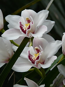 orhideja, bela, cvet, cvet, cvet, rastlin, tropskih