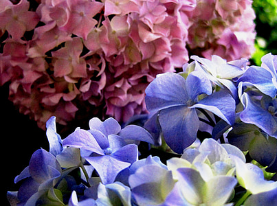 teloh, roza, modra, cvetnih listov, florets, cvet-glava