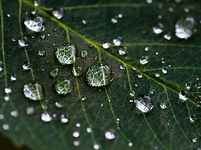 leaf, rain, droplets, nature, macro, green, wet