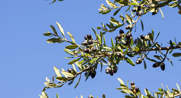 roure, Quercus virginiana, llavors, arbre, natura, fulles, fruita