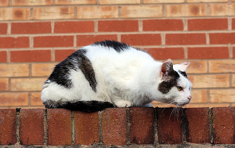 cat, brick wall, red brick, animal, pet, feline, domestic
