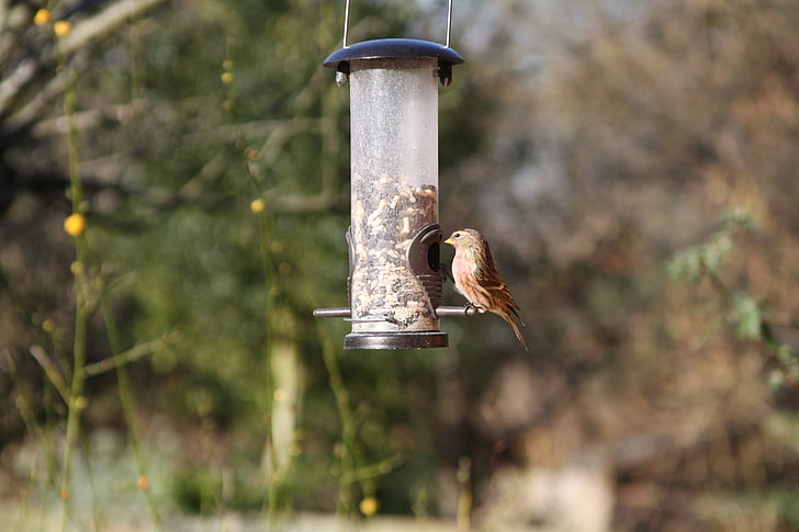 linnet, vườn chim, người Anh, Warwickshire, con chim, màu nâu, Finch