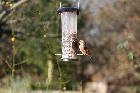 Linotte mélodieuse, oiseaux de jardin, Britannique, Warwickshire, oiseau, brun, Finch
