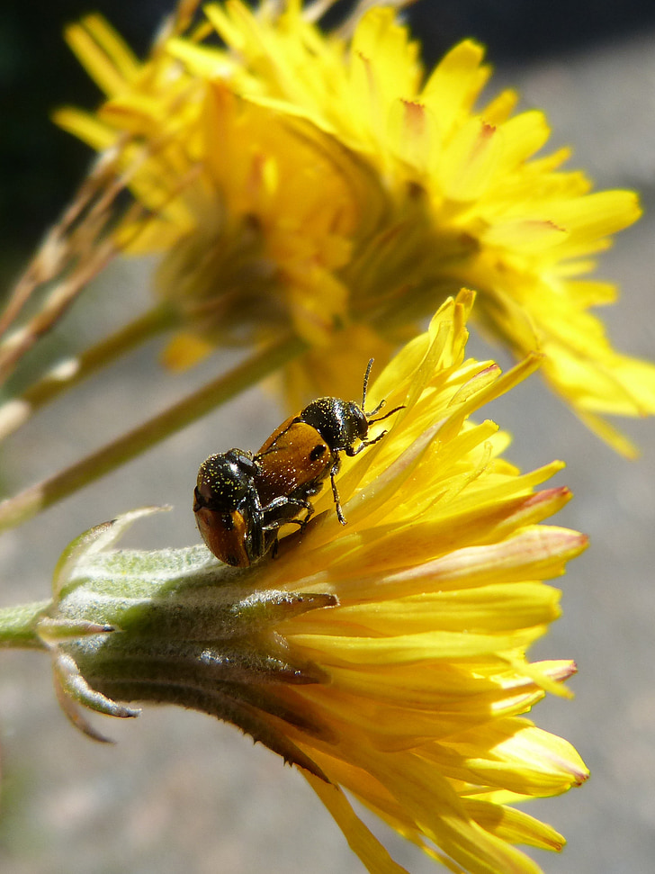 beetles, ladybugs, copulation, insect breeding, insects mating, flower, dandelion