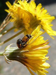 Käfer, Marienkäfer, Kopulation, Insekten Zucht, Insekten, die Paarung, Blume, Löwenzahn