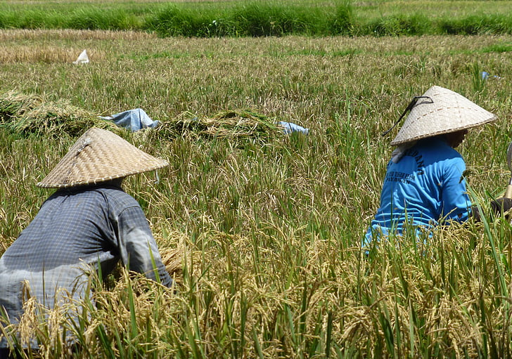 Bali, champs de riz, Chineese, chapeaux